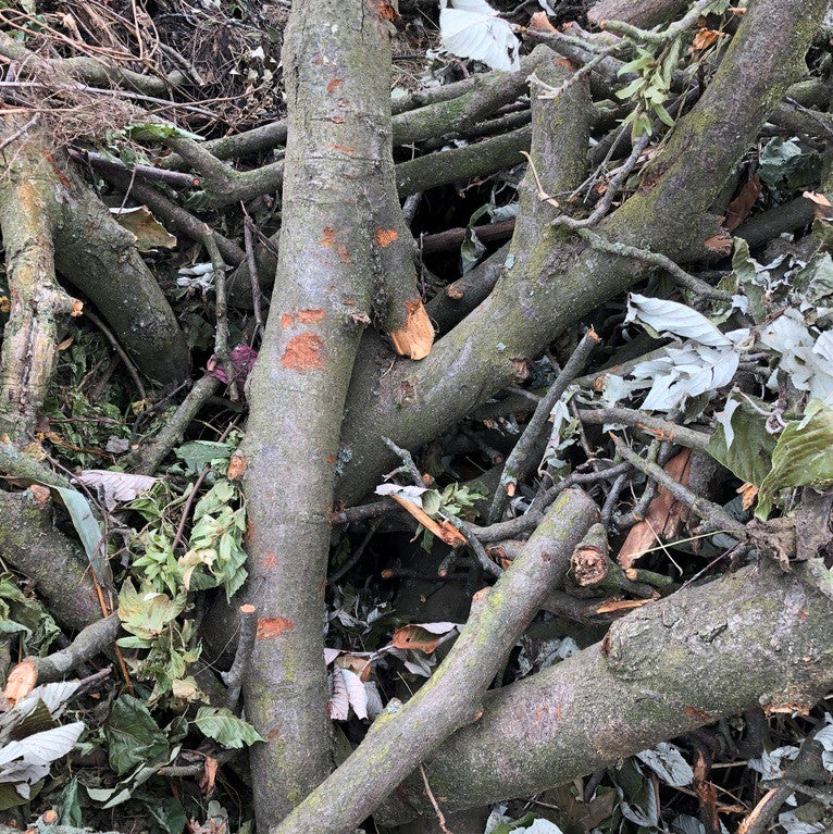 Stubben und Stämme